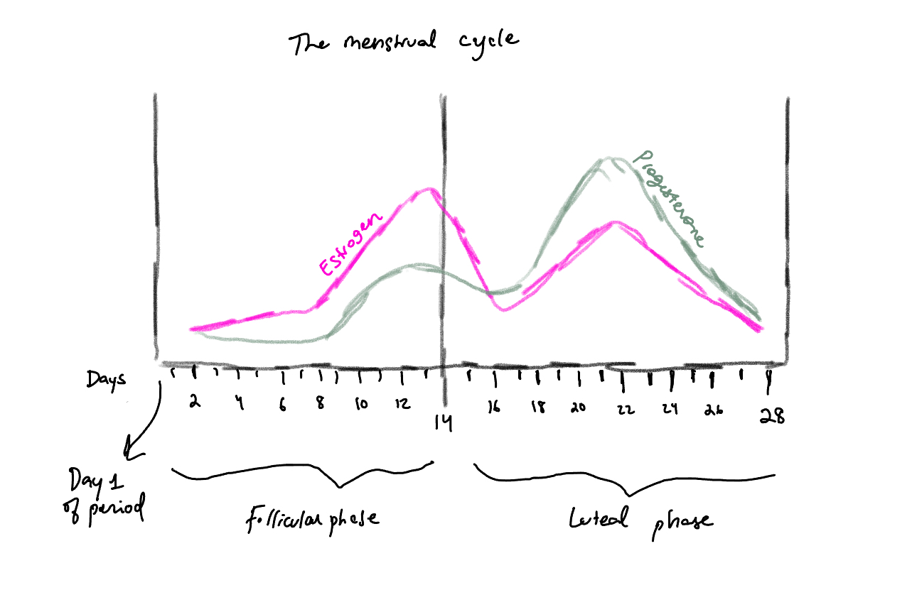 menstrual cycle