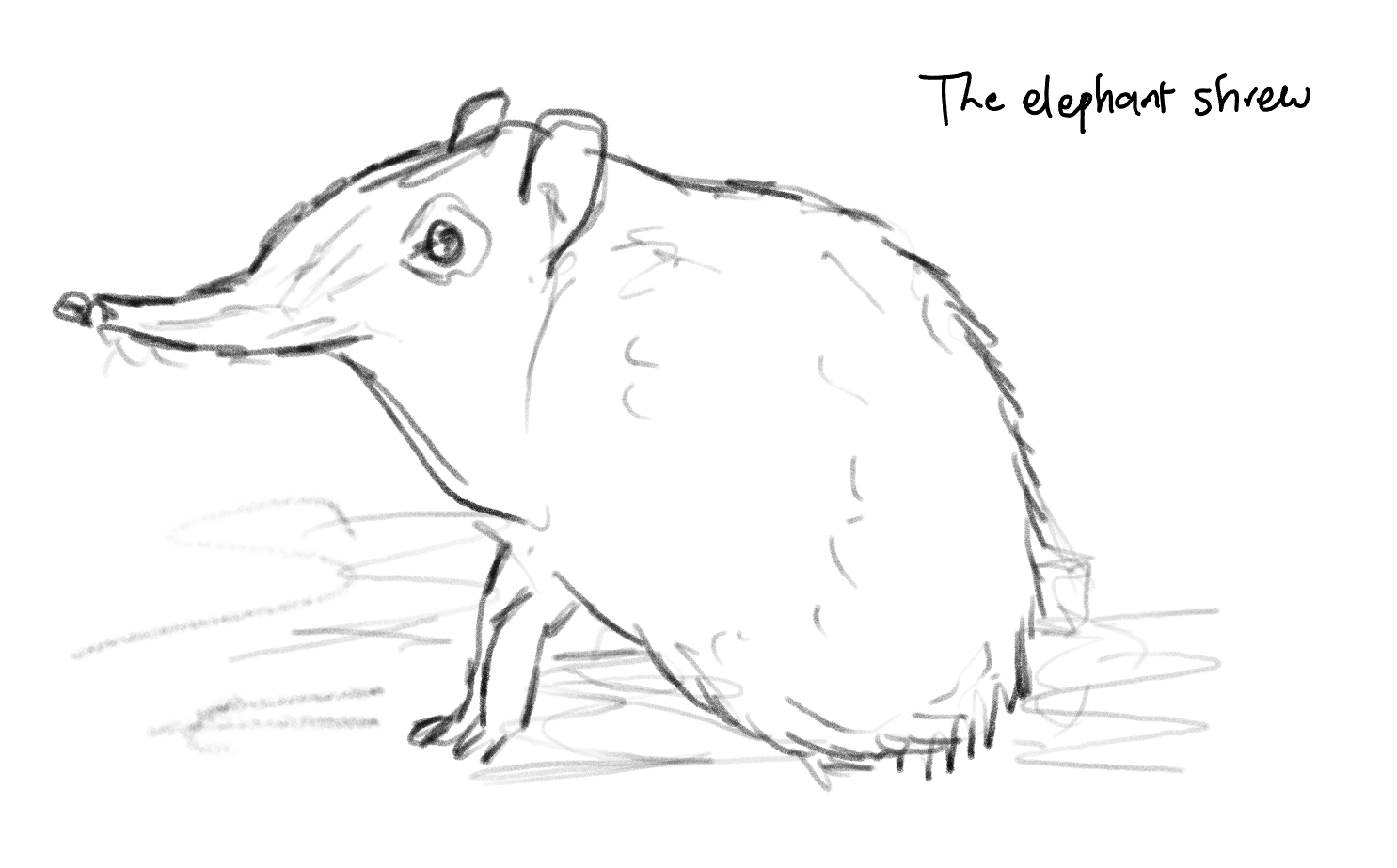 elephant shrew