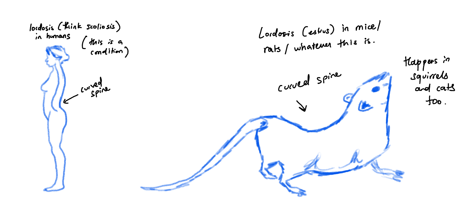 lordosis shrew