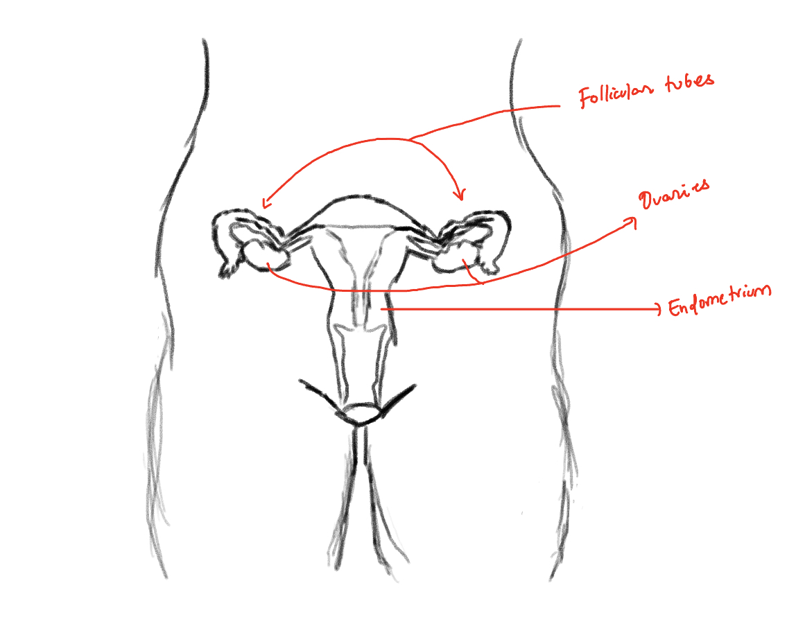 female reproductive system